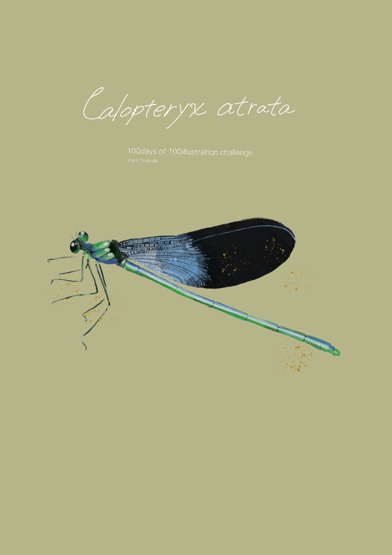 calopteryxatrata